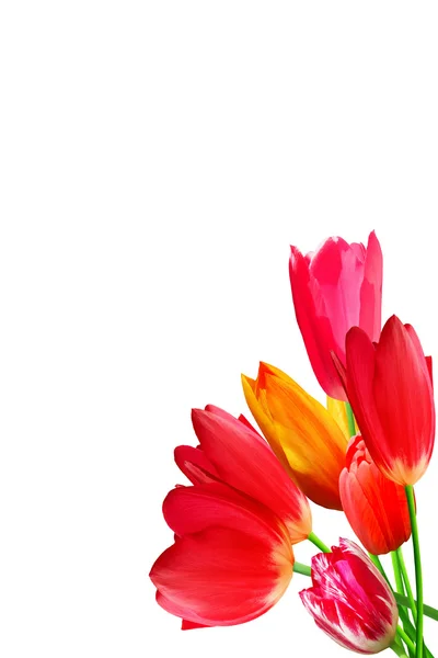 Flowers tulips blossoming isolated — Stock Photo, Image