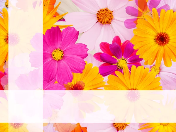 Camomile Flowers Line — Stock Photo, Image