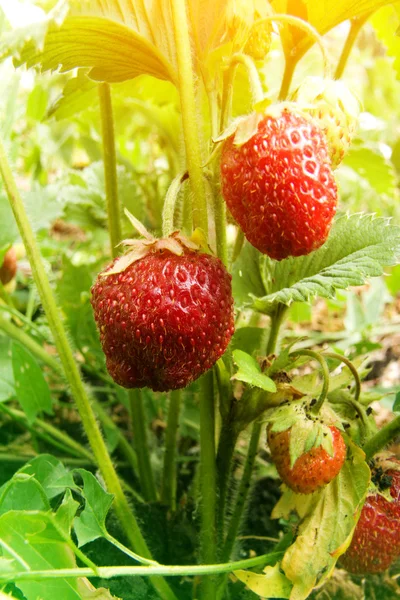 Wild strawberry berries field