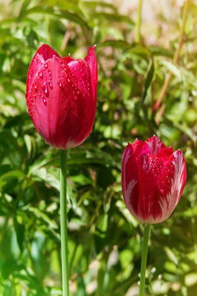 Gocce foglie d'acqua tulipano fiore — Foto Stock