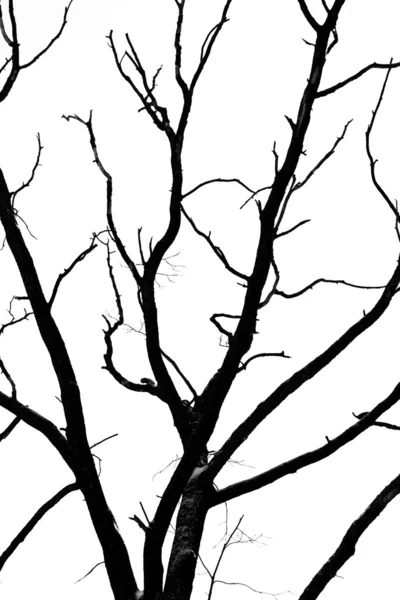 Kuru Meşe Ağacı — Stok fotoğraf