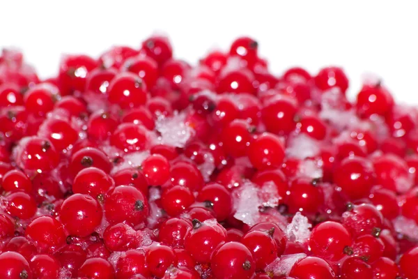 Berries currant frozen — Stock Photo, Image