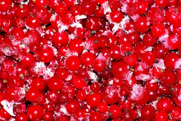Berries currant frozen ice — Stock Photo, Image