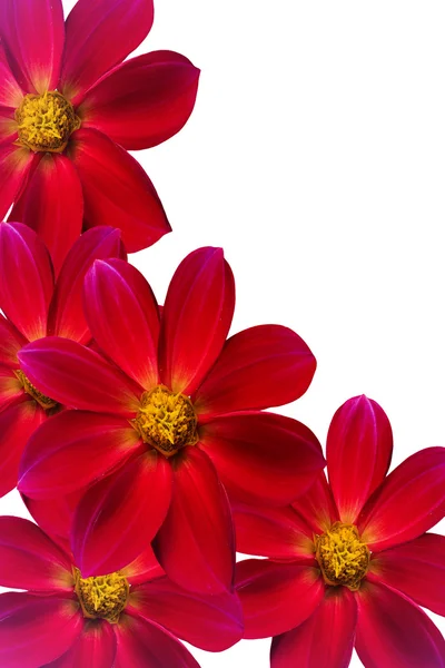 Kırmızı çiçek yaprakları — Stok fotoğraf