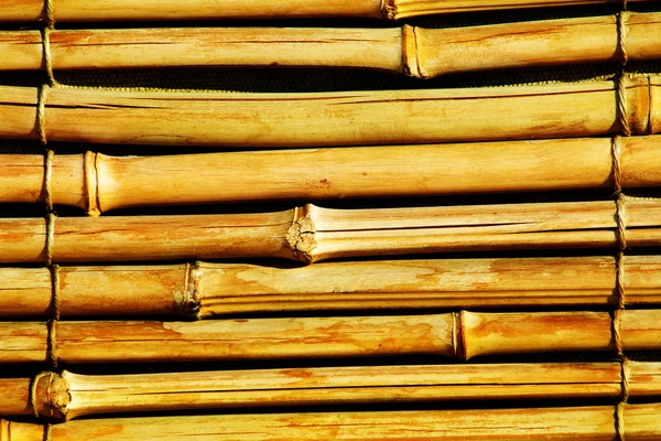 Tige de bambou sèche — Photo