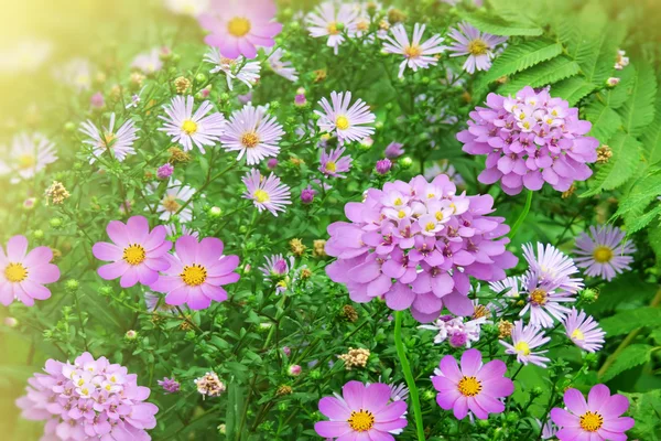 Flowers chamomiles decorative — Stock Photo, Image