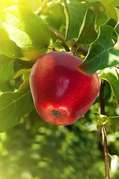 Pommes fruitières arbre rouge — Photo