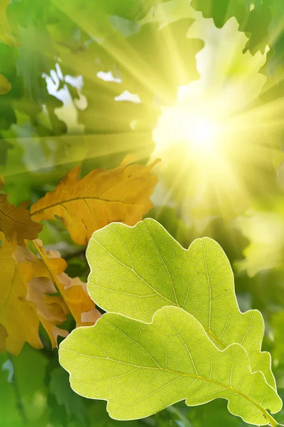 Liście drzewo dąb słońce — Zdjęcie stockowe
