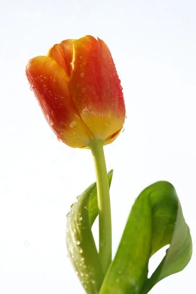 Flower tulip petals stalk — Stock Photo, Image