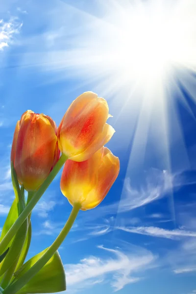 Sunrise sun sky flowers tulips — Stock Photo, Image