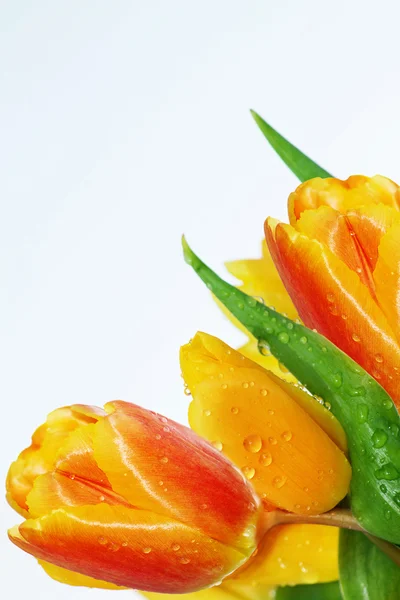 Fiori tulipani primavera bouquet — Foto Stock