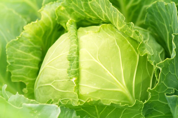 Grönsaker kål frisk — Stockfoto