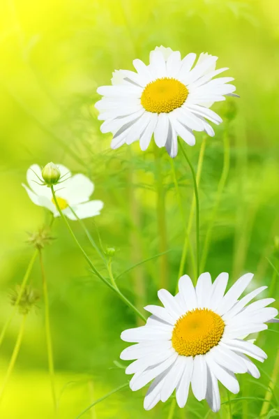 Çiçek chamomiles — Stok fotoğraf