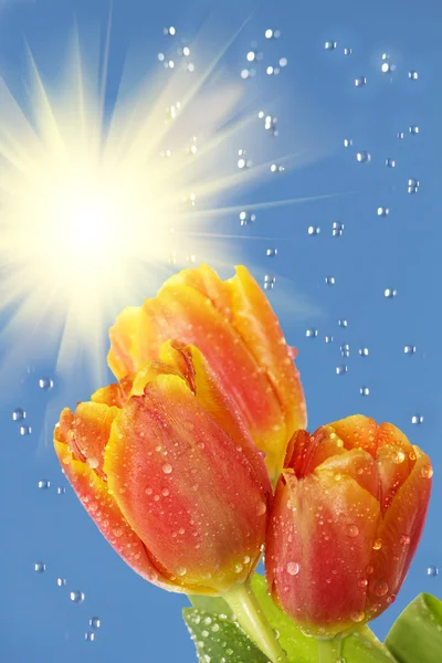 Fiori tulipani sole pioggia — Foto Stock