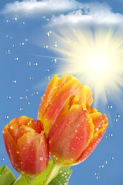 Flowers tulips sun rain clouds — Stock Photo, Image