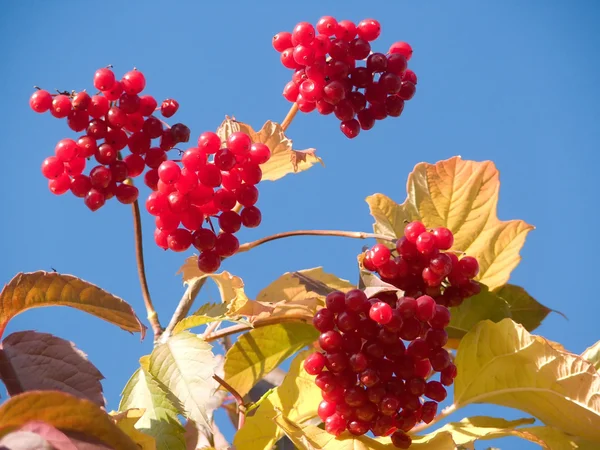 Berries autumn, red guelderrose — Stock Photo, Image