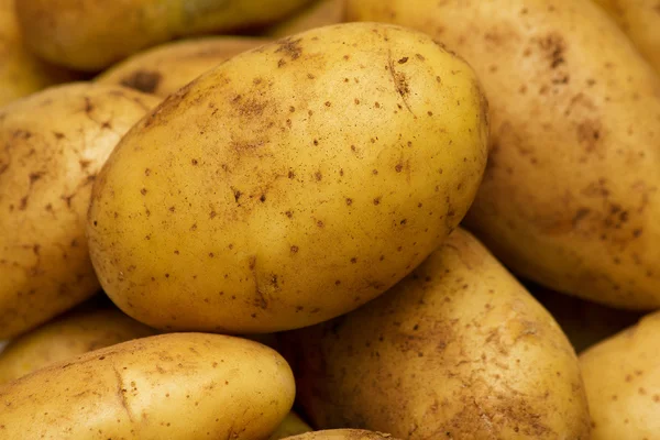 Verse groenten-aardappelknollen — Stockfoto