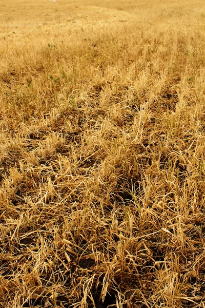 stock image Field plantation autumn