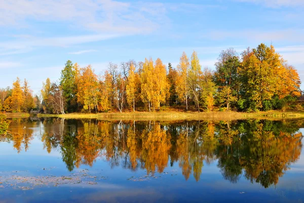 Golden birch trees reflecting in water — Stock Photo, Image