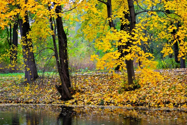 Zlatý podzim v parku — Stock fotografie
