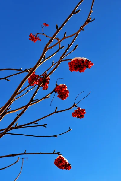 Rowan tree i vinter — Stockfoto