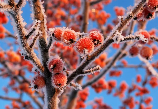 Små röda frost äpplen — Stockfoto