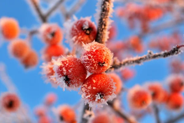 Små äpplen i frost — Stockfoto