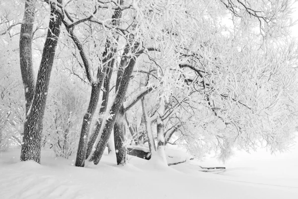 Снегопад — стоковое фото