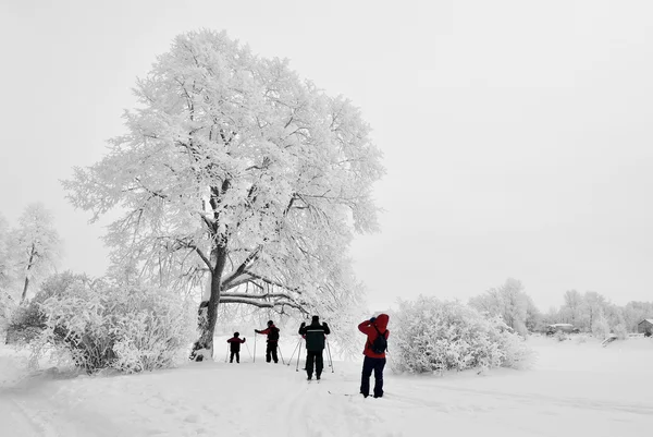 Skiers taking pictures of trees in the frost — Stock Photo, Image