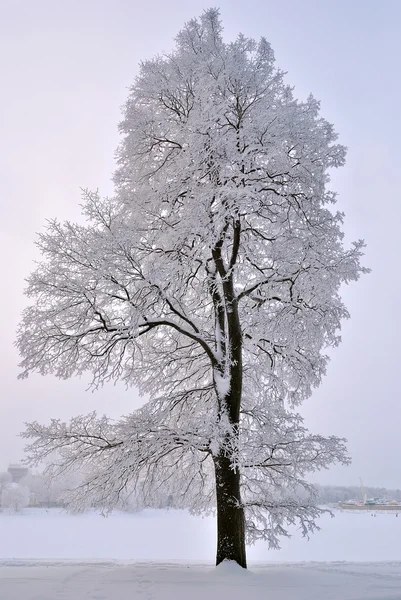 Δέντρο του χειμώνα κατά το σούρουπο — Φωτογραφία Αρχείου