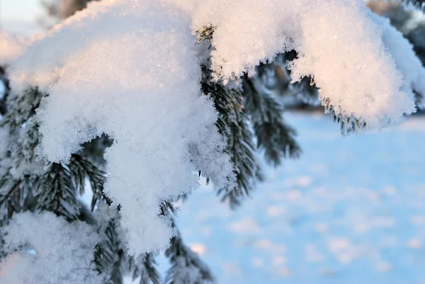Ramas de abeto cubiertas de nieve — Foto de Stock