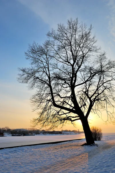 Träd mot solnedgången — Stockfoto