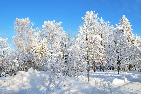 阳光灿烂的冬天公园与美丽白雪覆盖的树木对蓝蓝的天空 — 图库照片