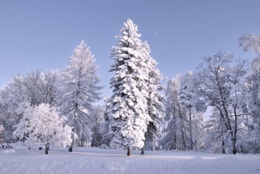 Twilight in the winter forest clipart