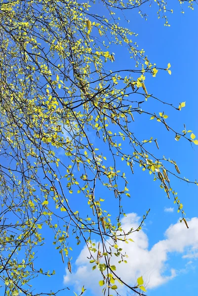Berkenbladeren tegen de blauwe lucht — Stockfoto