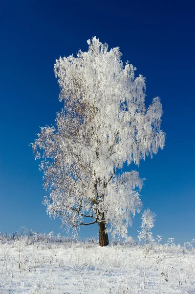 stock image White birch