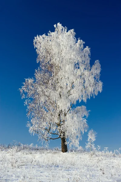 White birch Stock Photo