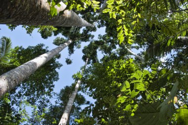 Paronella Park, Queensland