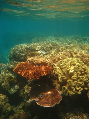 Underwater Scene of Great Barrier Reef clipart