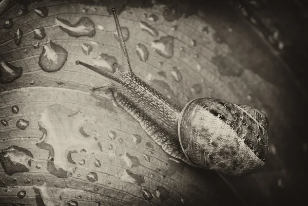 Σαλιγκάρι που κινείται μέσα σε έναν κήπο — Φωτογραφία Αρχείου