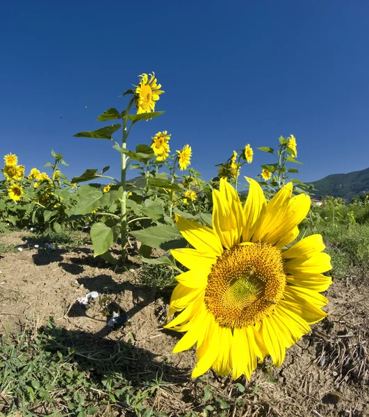 Sonnenblumen auf einer toskanischen Wiese — Stockfoto