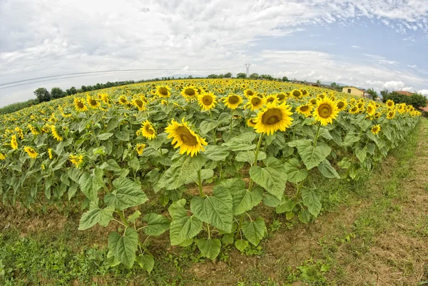 Sonnenblumen in der Toskana — Stockfoto