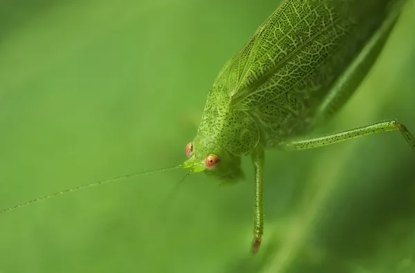 Saltamontes en una hoja — Foto de Stock