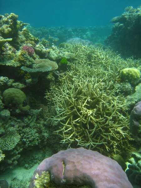 Onderwater Scene van Great Barrier Reef — Stockfoto