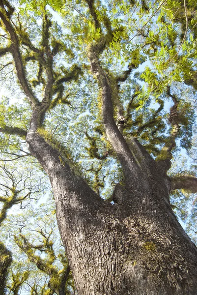 Strukturer av skäggiga mossman träd, Australien — Stockfoto