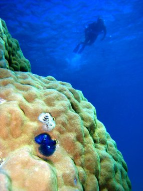 Underwater Scene of Great Barrier Reef clipart
