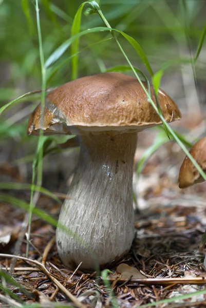 牛肝菌香菇、 白云岩 — 图库照片