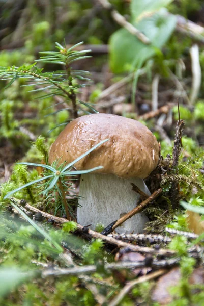 牛肝菌香菇、 白云岩 — 图库照片