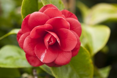 Red Camelia, Italy clipart