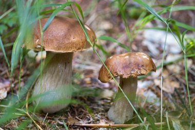 Boletus mantar, dolomites